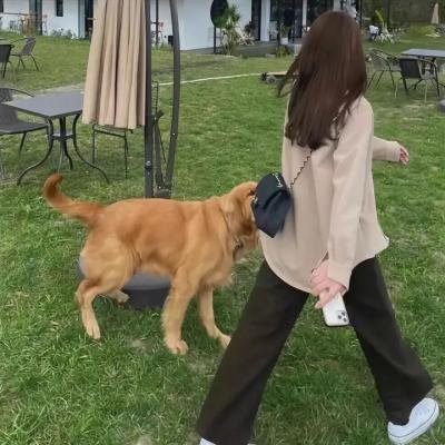 黑玫瑰公寓